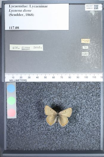Media type: image;   Entomology 64151